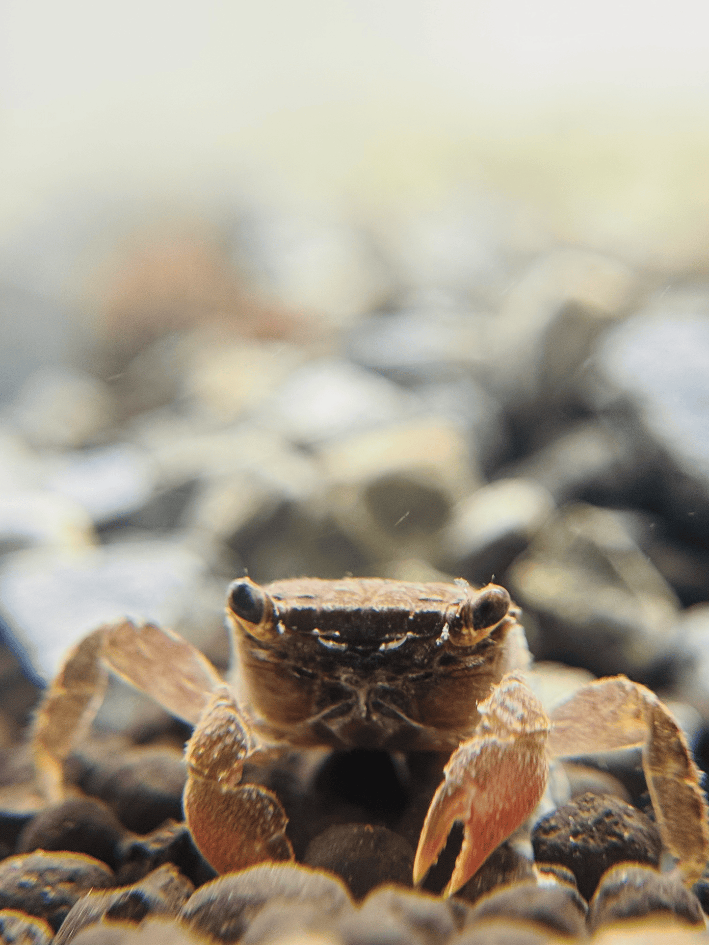 Freshwater Crab |~3-4cm