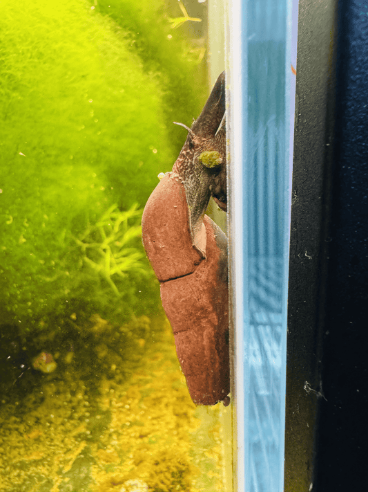 Black Devil Snail