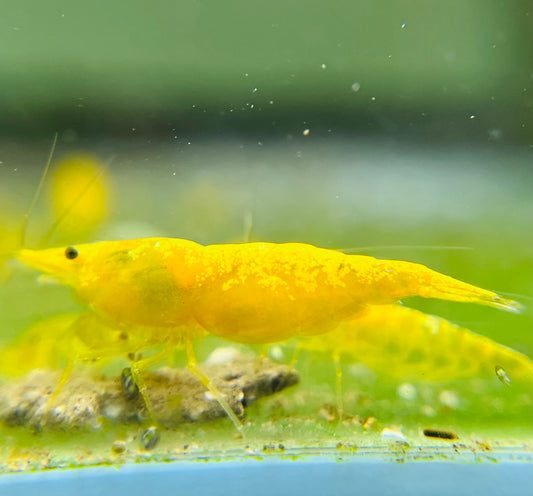 Premium Golden Yellow | Limited Qty