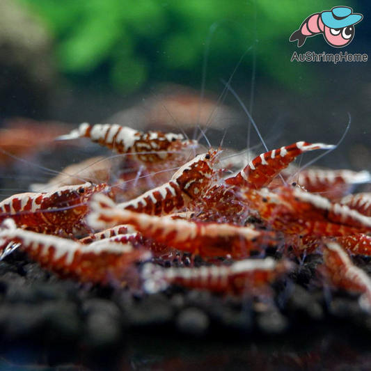 Red Galaxy | Mix Grade