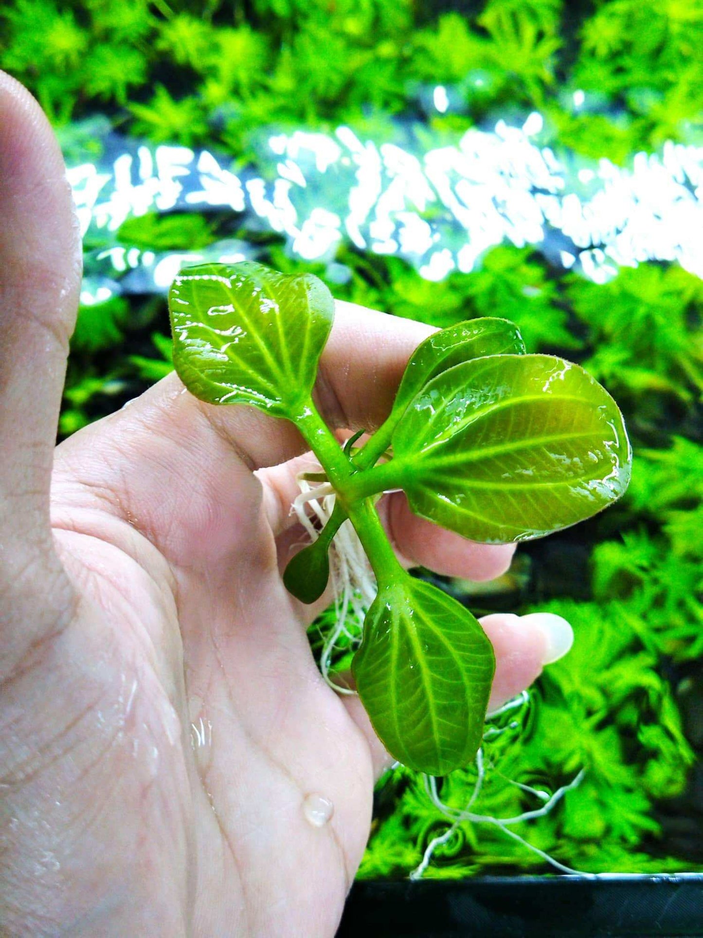 Echinodorus Iguazu 09 | Rare