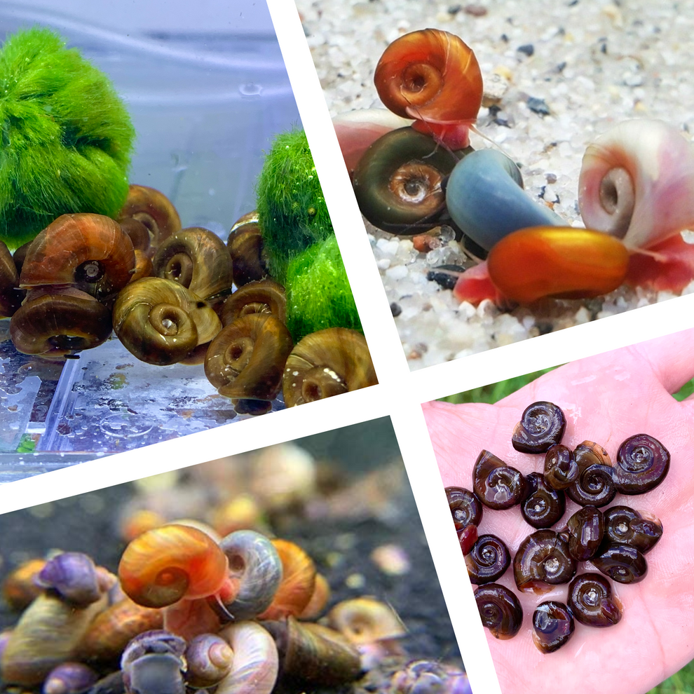 Ramshorn Snail for Sale Australia Aquatic Algaeeating Snail