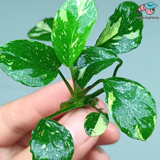 Anubias Var Classic | Super Rare