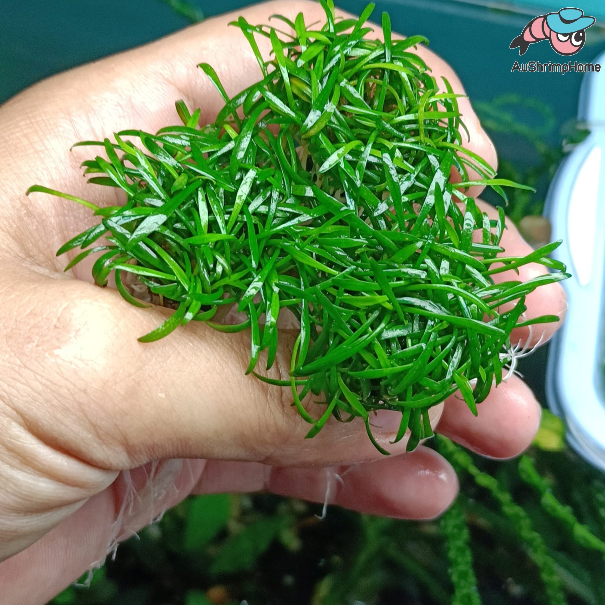 Crypt Parva | Cryptocoryne Parva Aquarium Plant | AuShrimpHome ...