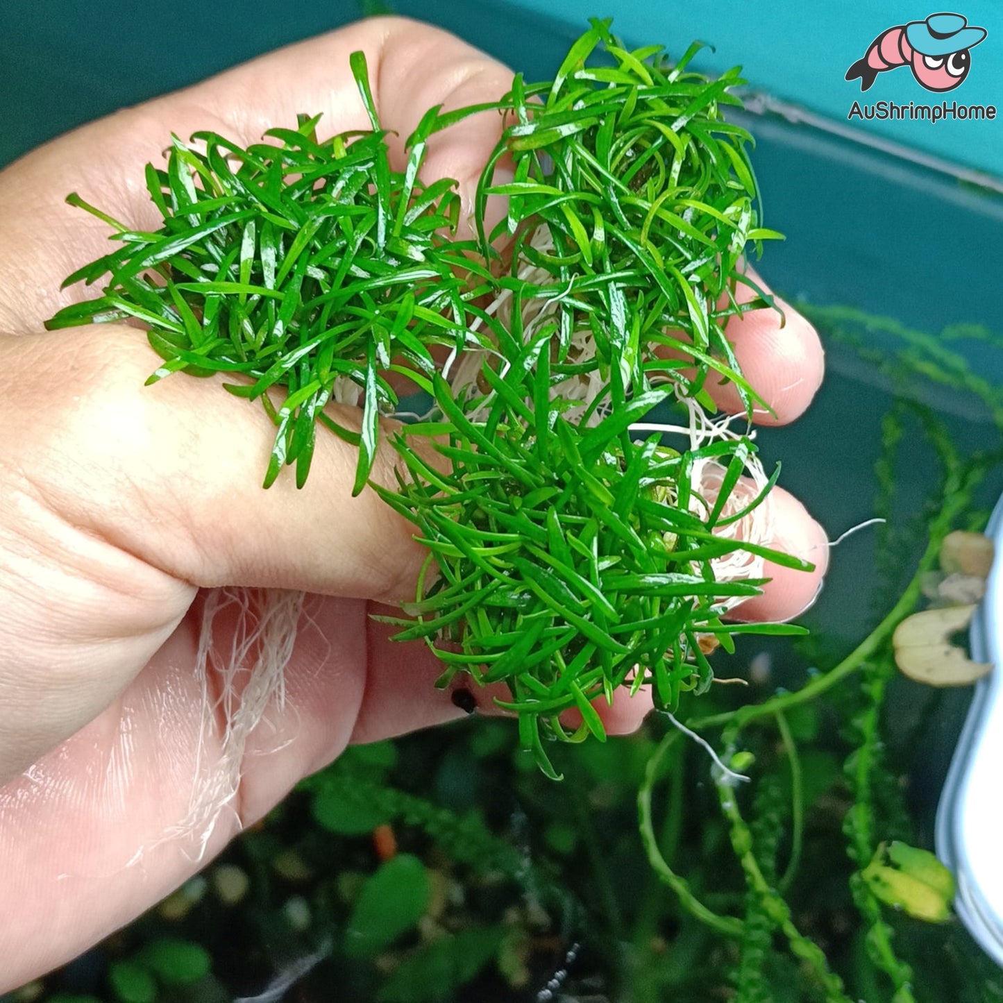 Mini Crypt Parva | Cryptocoryne Parva