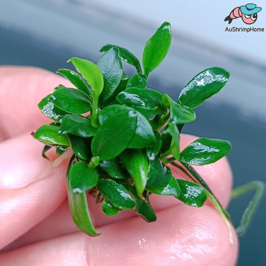 Anubias Pangolino| Super Rare Super Sale!!!