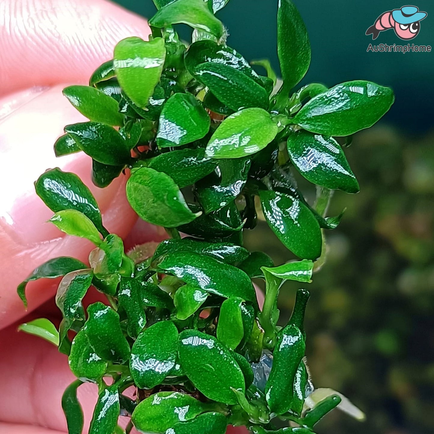 Anubias Pangolino| Super Rare