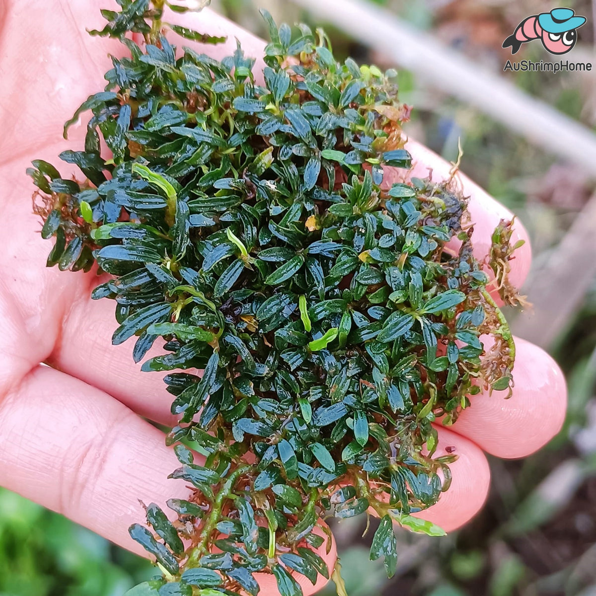 Bucephalanda Aquatic Bucephalandra Plant for SALE Australia |Aquatic Buce Plants ...