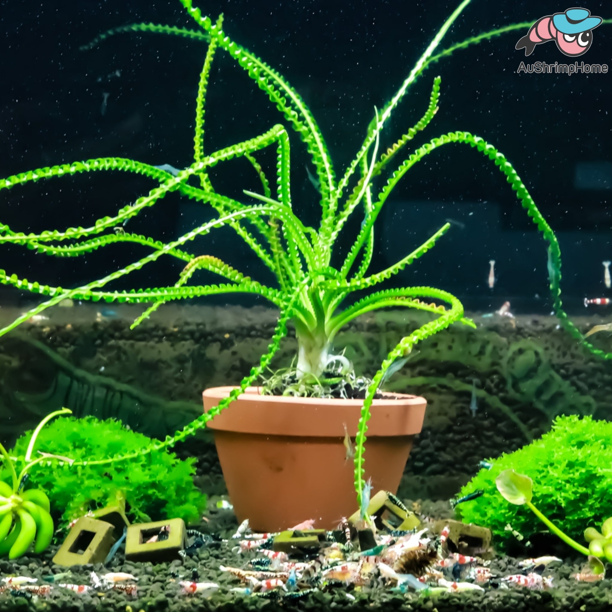 Crinum Calamistratum Plant for Sale Australia| Aquarium Plant for sale