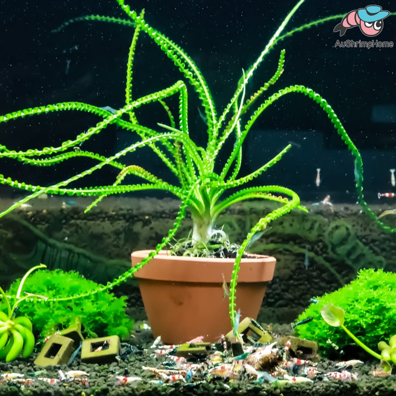 Crinum Calamistratum Plant for Sale Australia Aquarium Plant for sale
