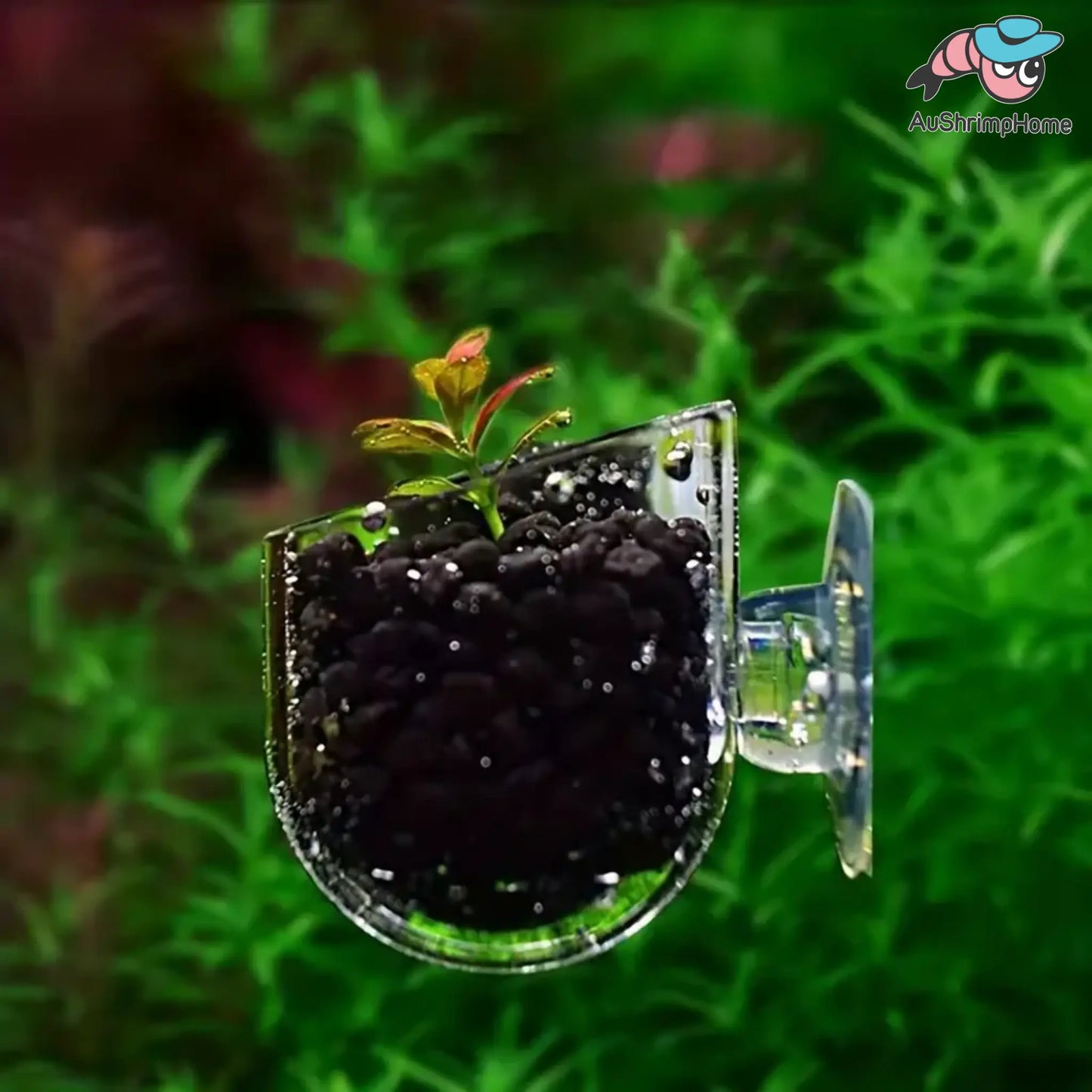 Small Plant/Feeder Cup