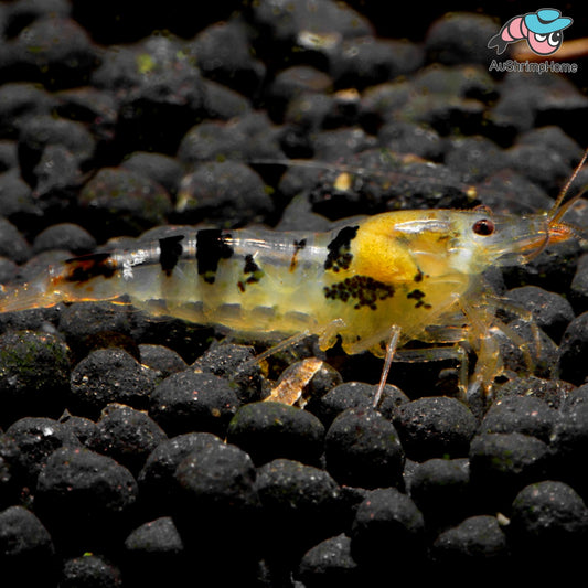 Black Dragon  |  Flash Sale!!