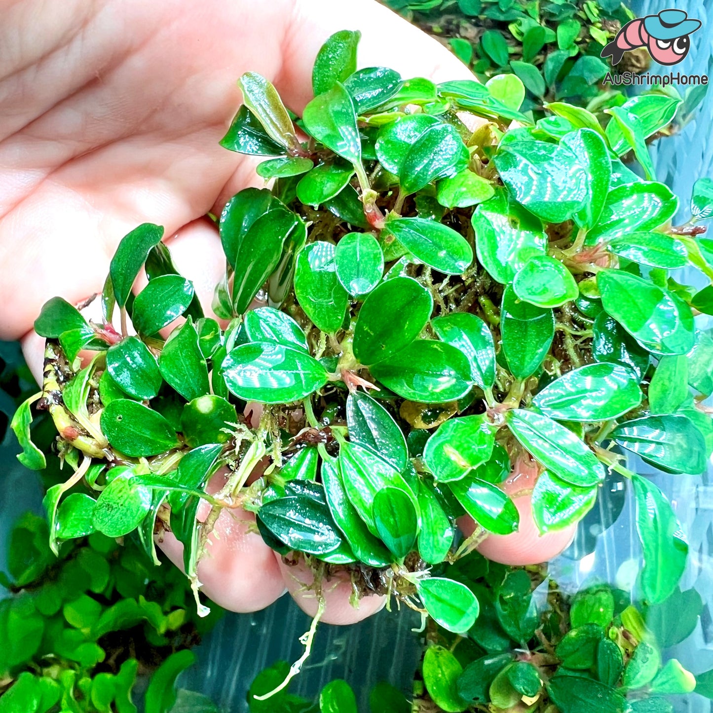 Bucephalandra Lalina Green | Rare
