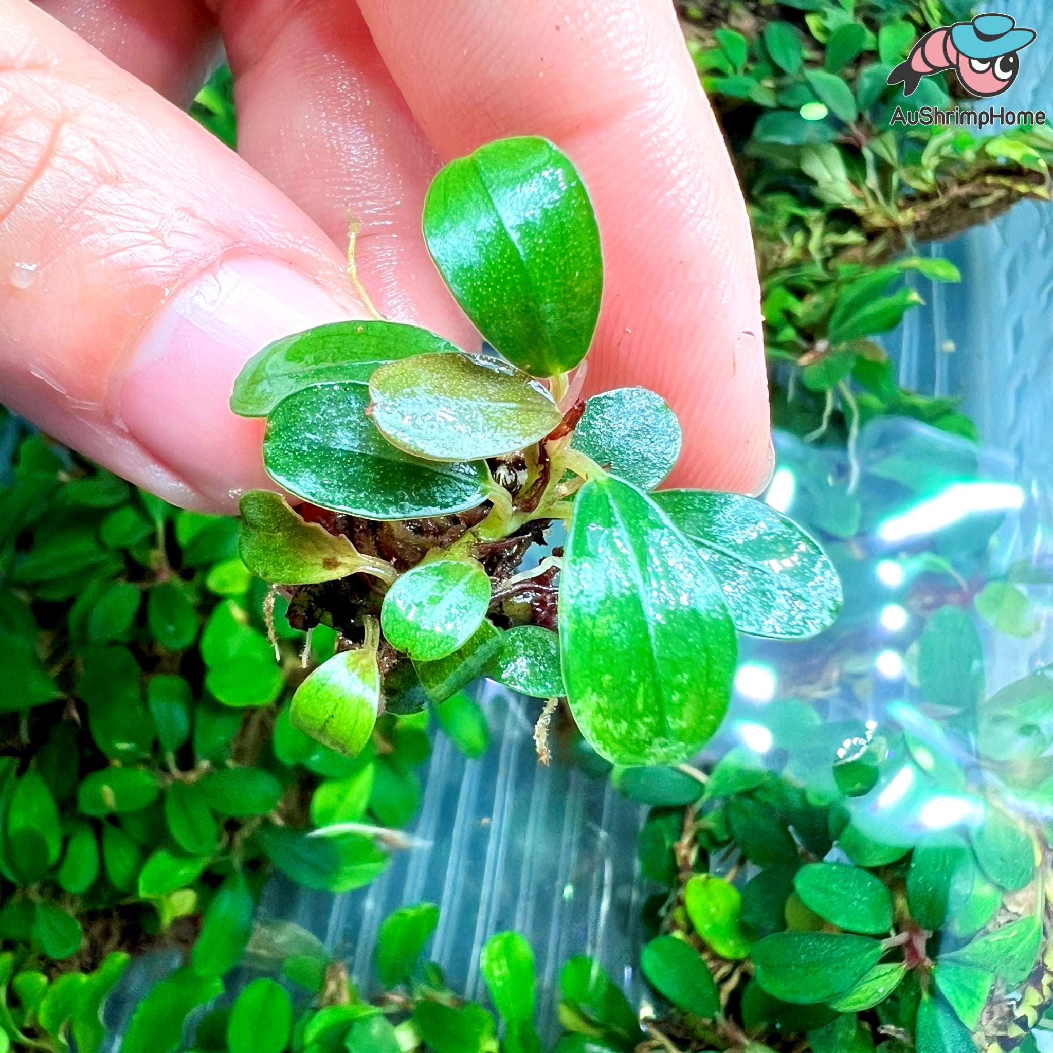 Aquatic Bucephalandra Plant for SALE Australia |Aquatic Buce