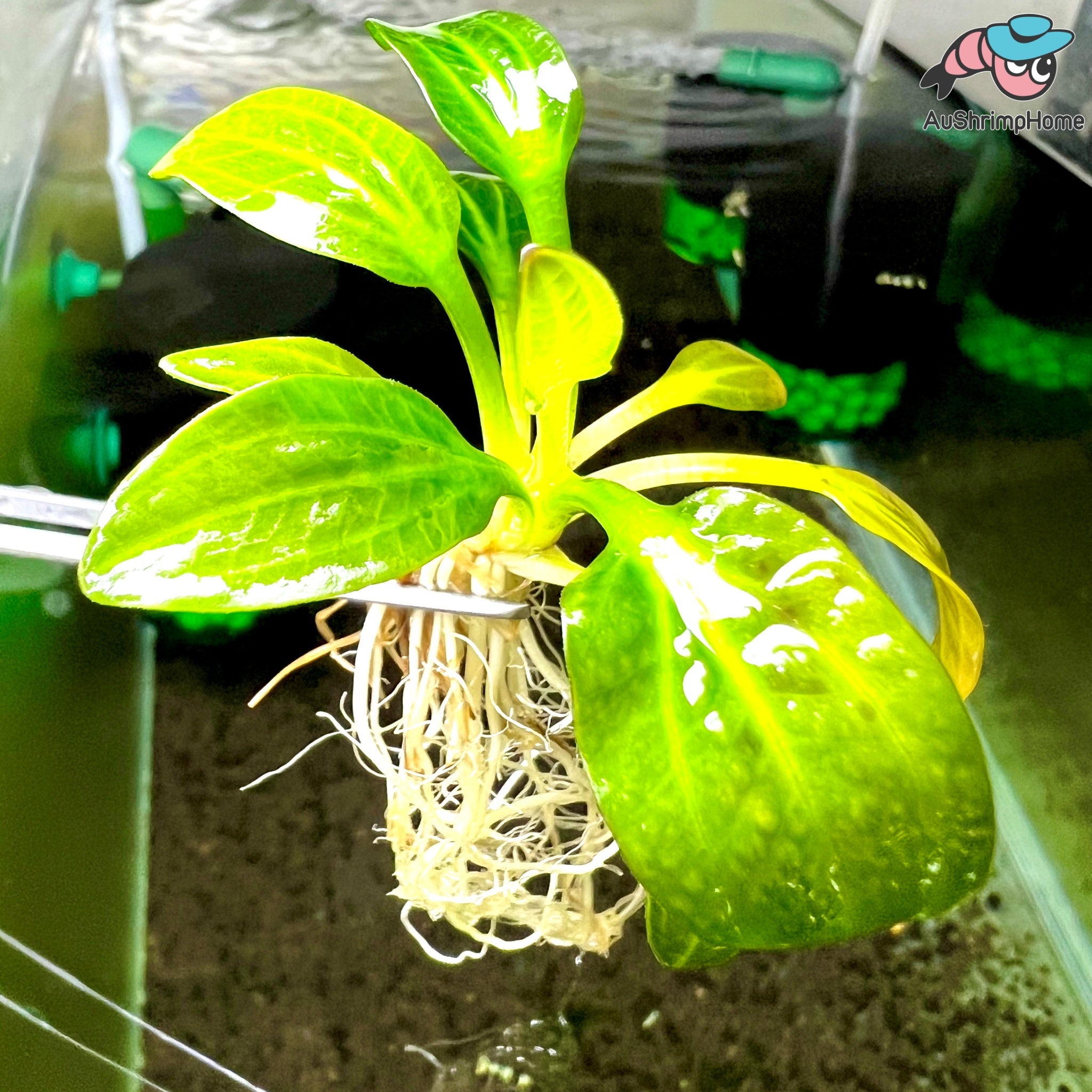 Echinodorus Iguazu 2009 Plant for Sale Australia| Aquarium Plant for