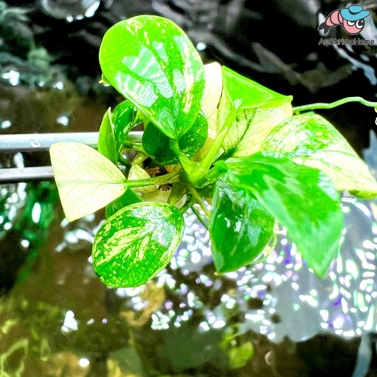 Nana Pinto |  Anubias barteri var. "nana pinto"