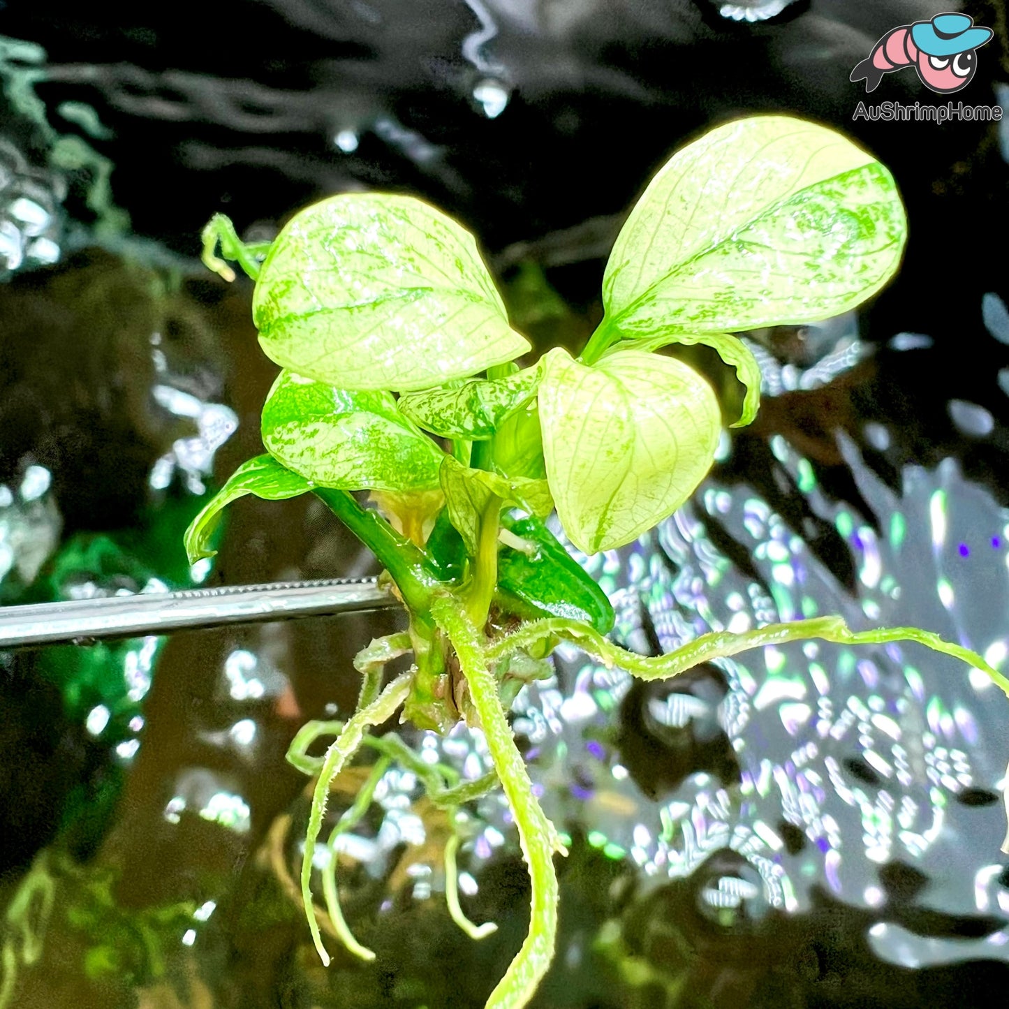 Nana Pinto |  Anubias barteri var. "nana pinto"