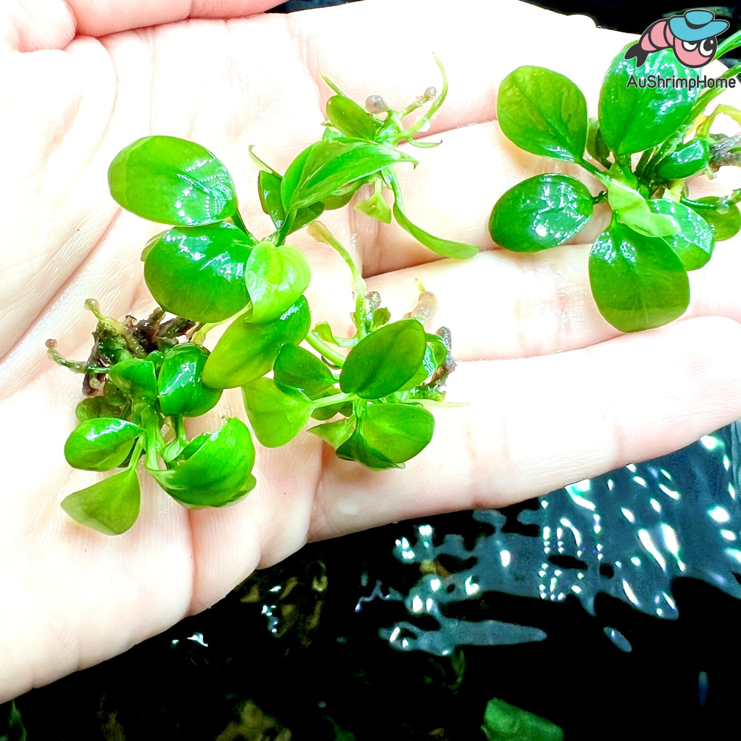 Nana Petite | Anubias barteri “petite”