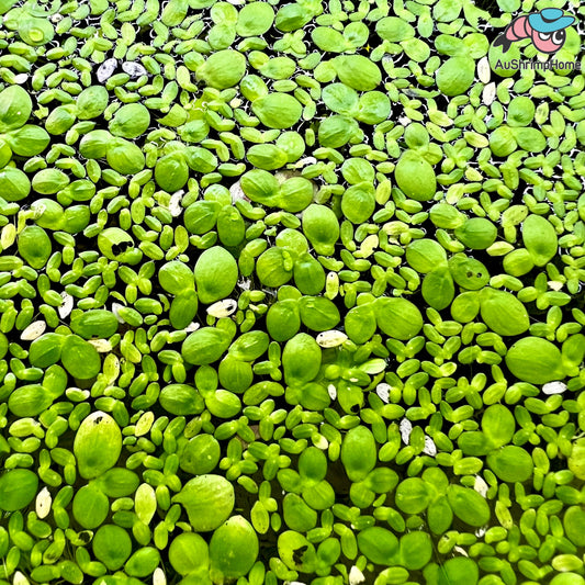 Mix Giant & Small Duckweed