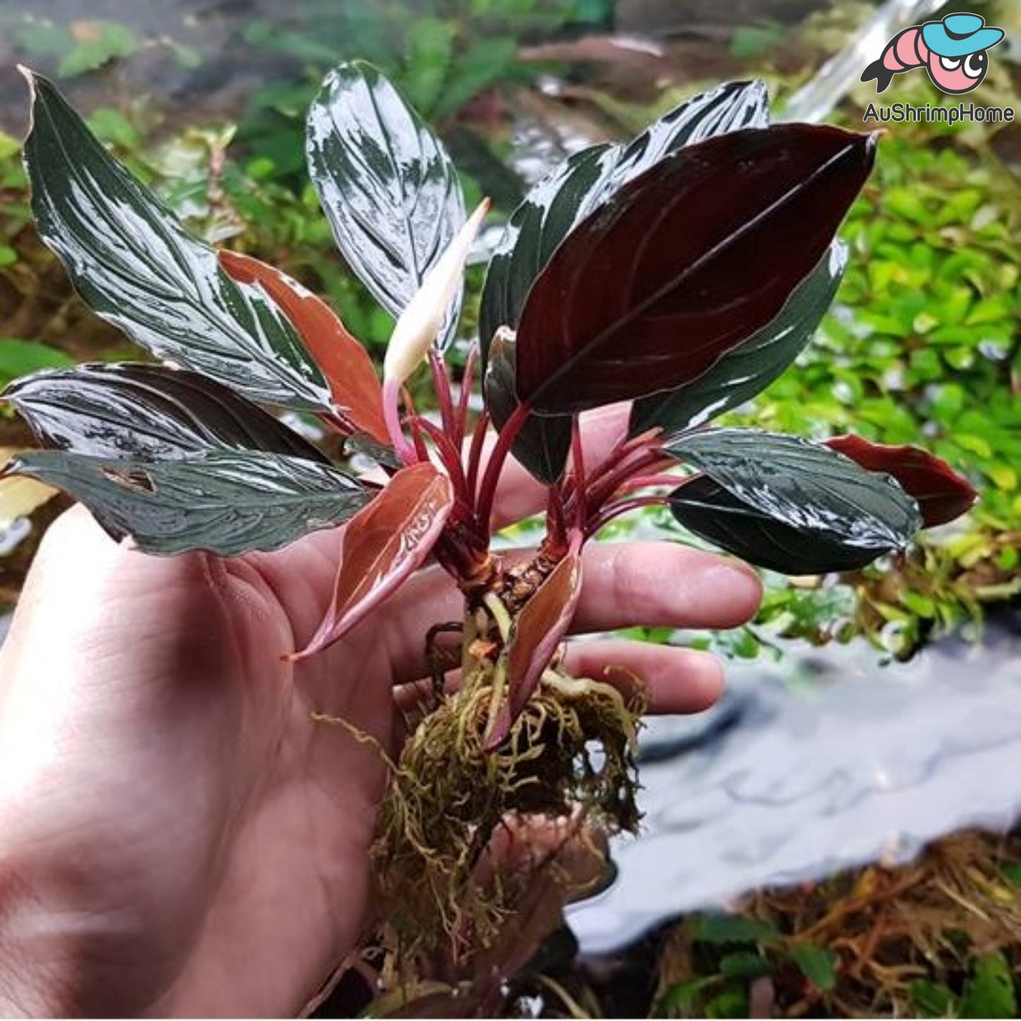 Bucephalandra | Skeleton King