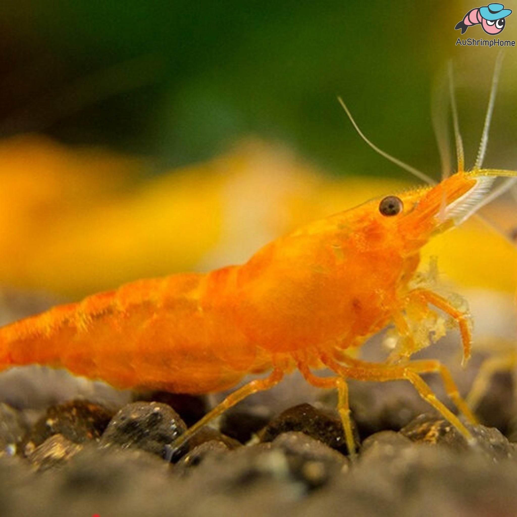 Orange Sunkist Cherry Shrimp for Sale Australia | Neocaridina Shrimp ...