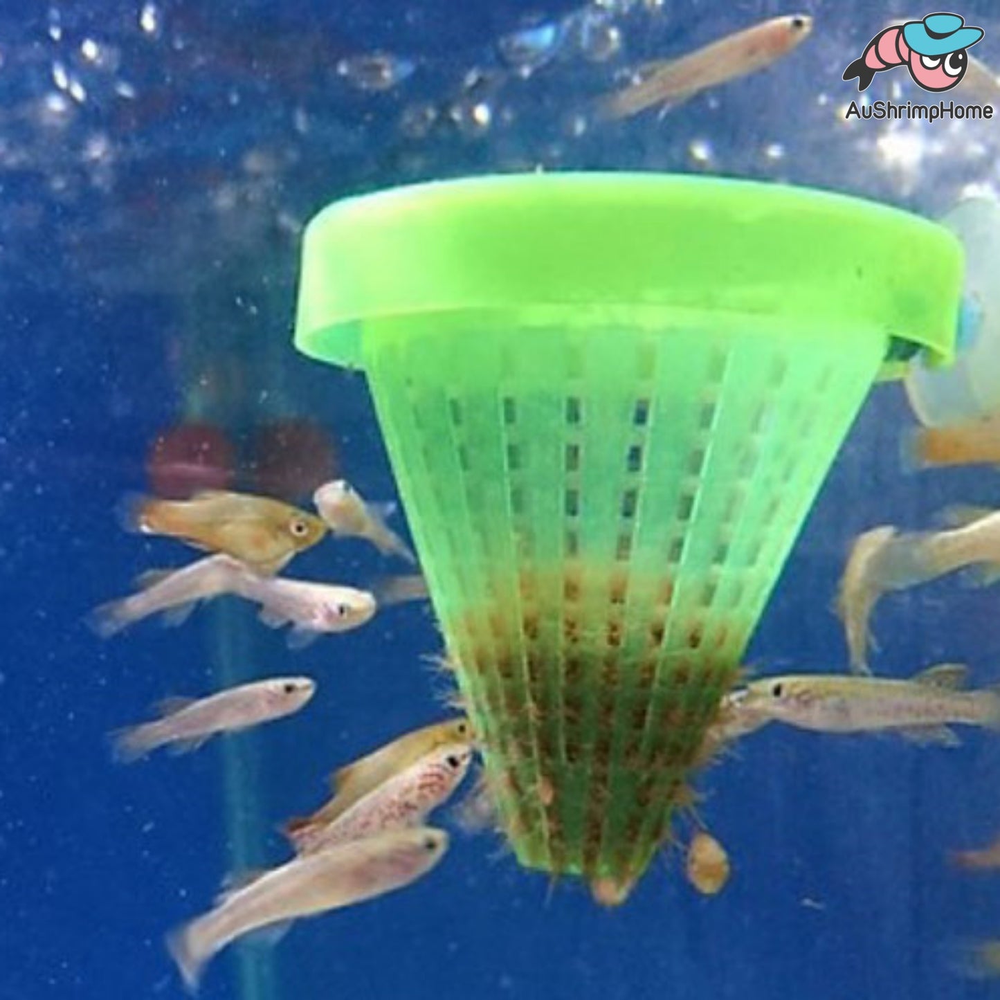 Worm Feeder | Fish Feeding Cones