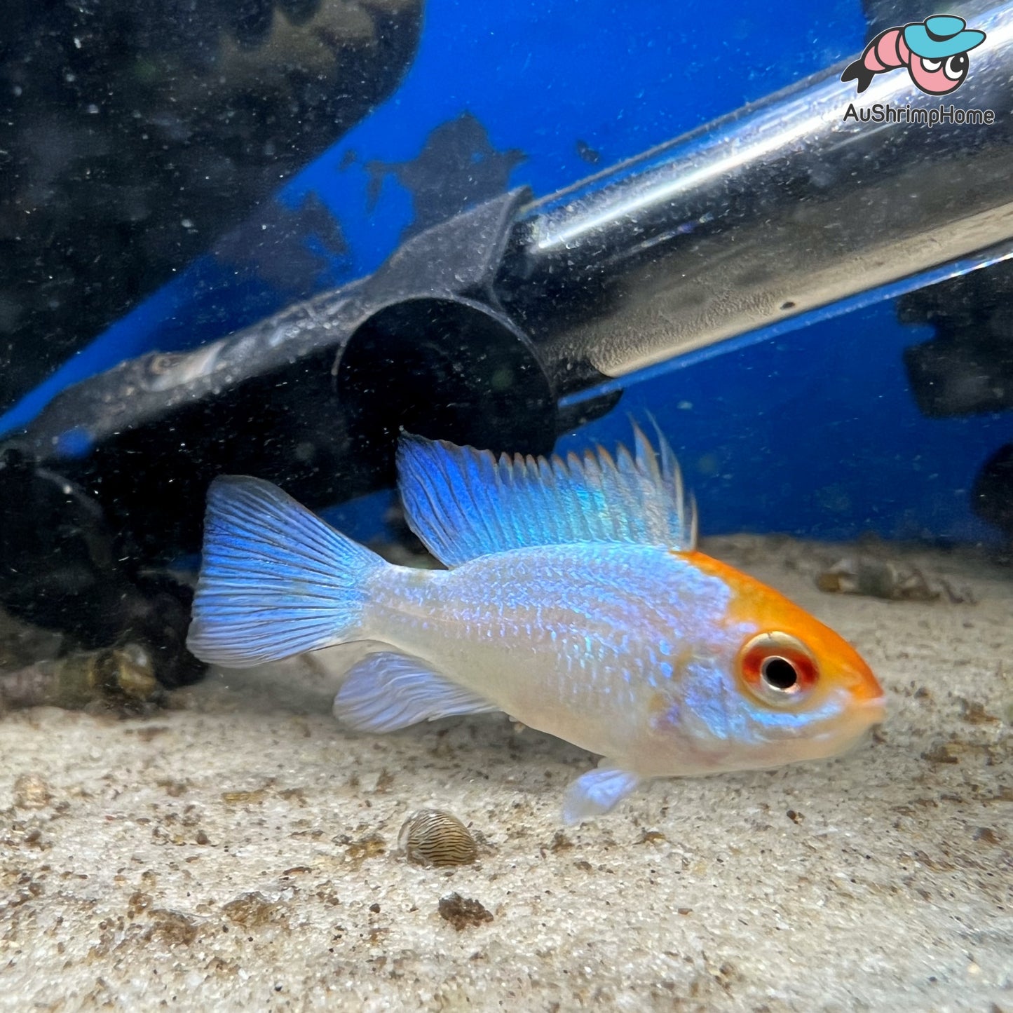 Neon Blue Golden Head Ram