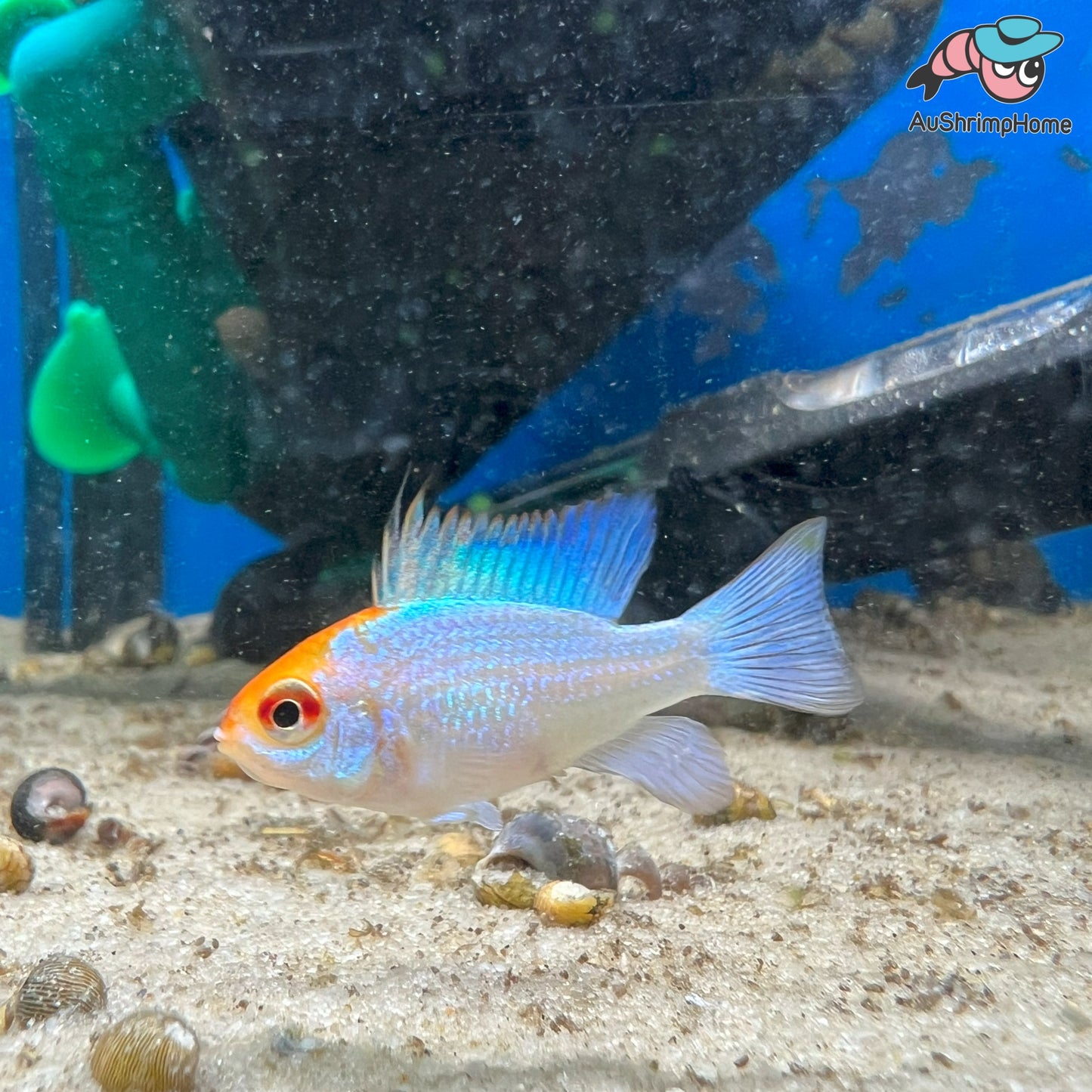 Neon Blue Golden Head Ram