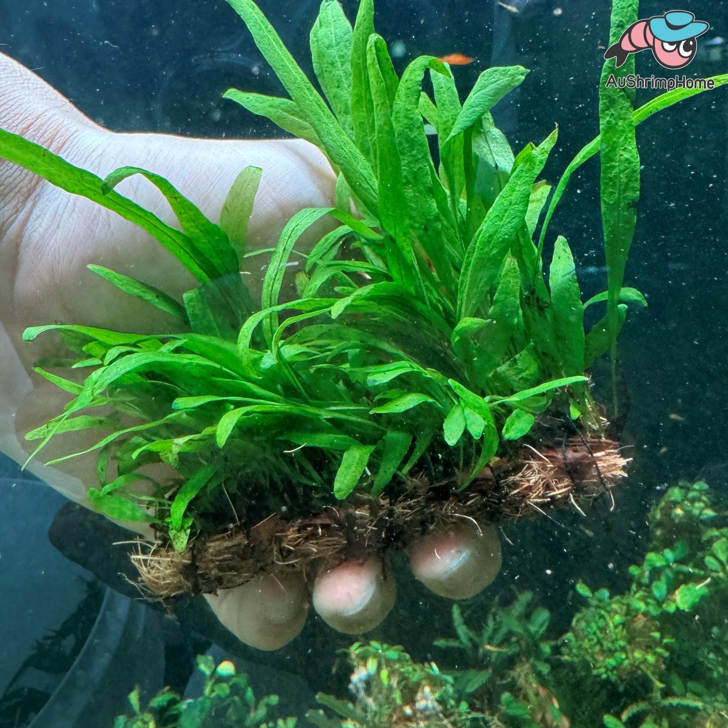 Mini Java Fern