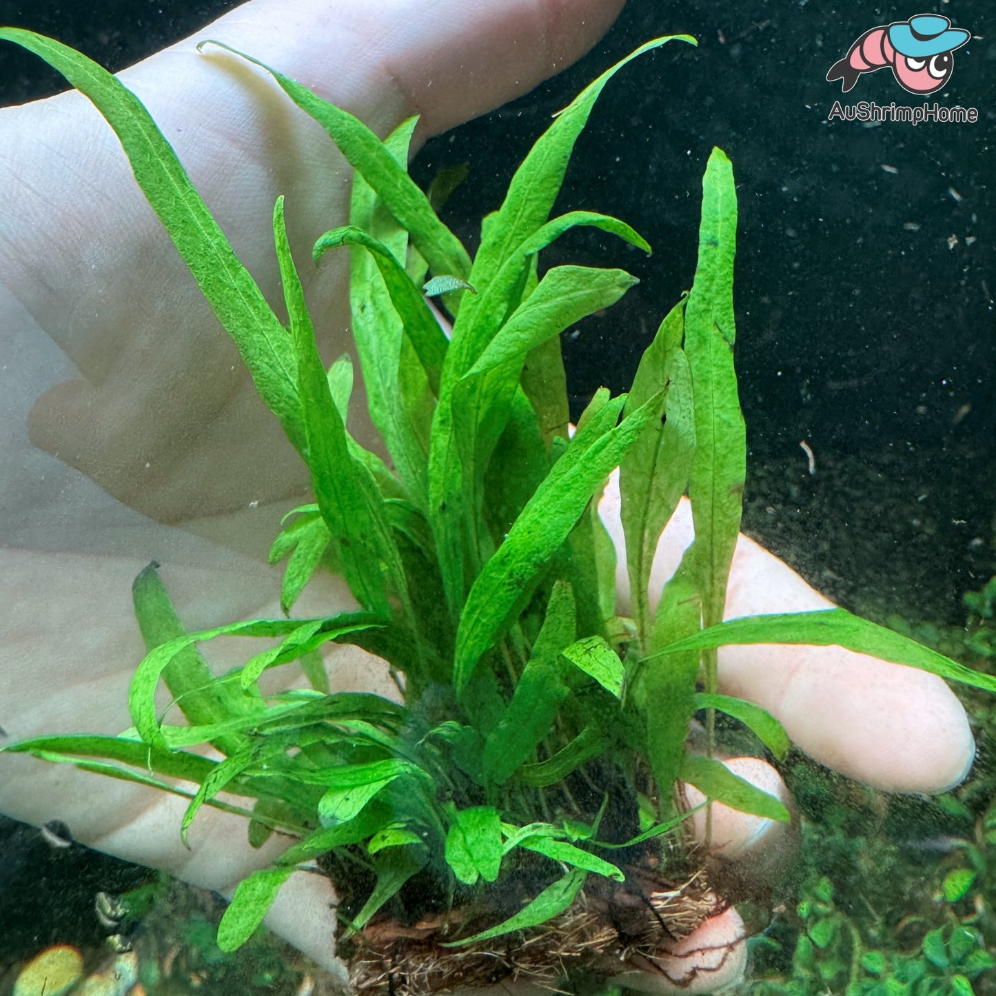 Mini Java Fern Indo | Small Leave