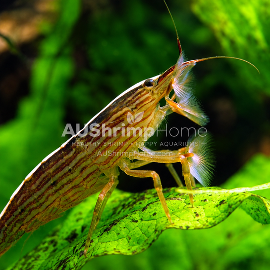 Australian Riffle Shrimp | Native Freshwater Aquarium Shrimp