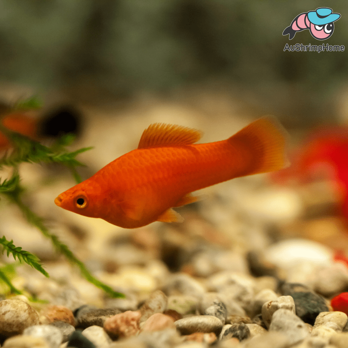 Swordtails fish for sale Aquarium Fish for Sale Online Australia