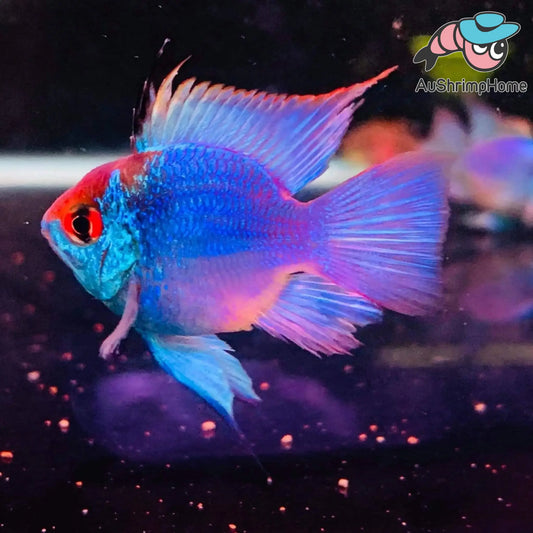 Balloon Neon Blue Ram