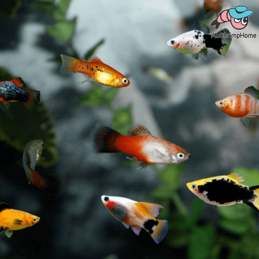 Assorted Platy