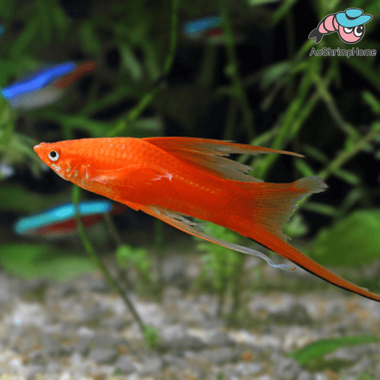 Swordtail | Red