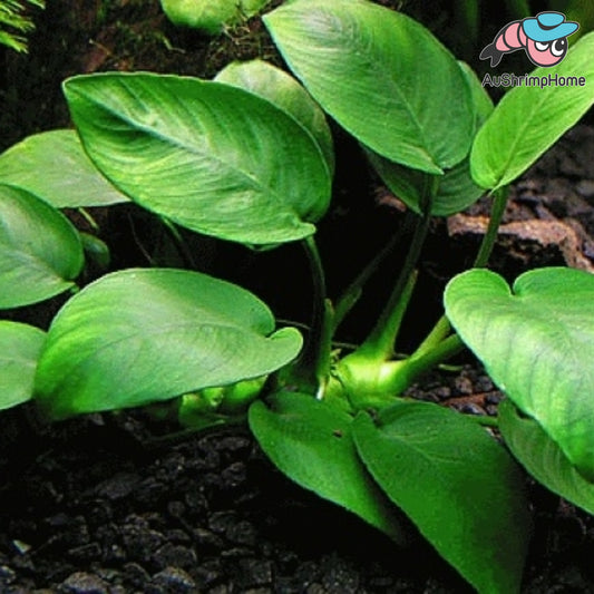 Anubias barteri Nana