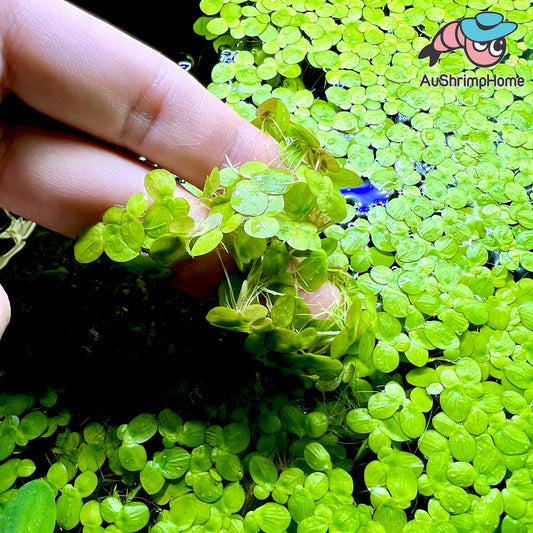 Giant Duckweed | Spirodela polyrhiza
