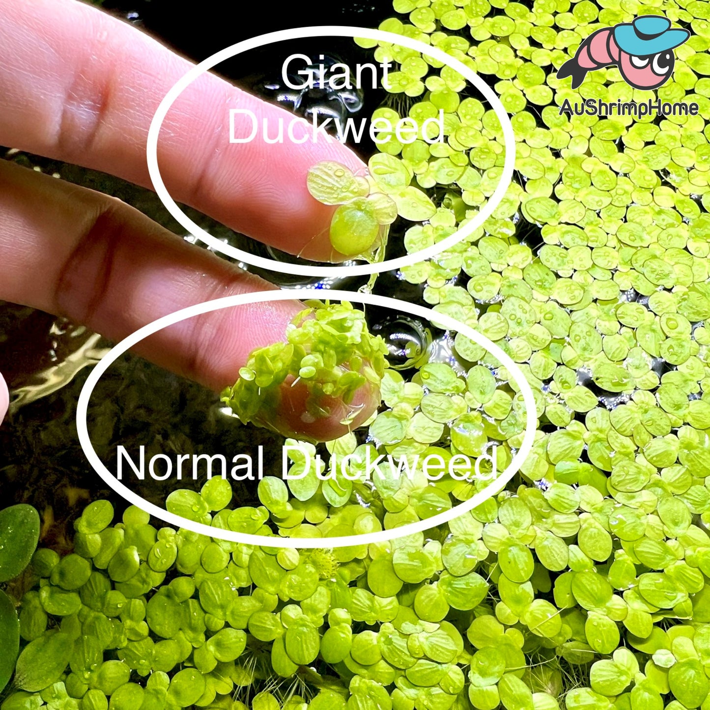 Giant Duckweed | Spirodela polyrhiza