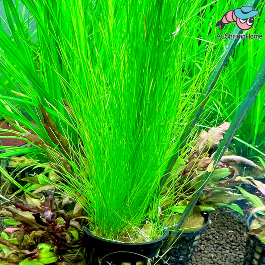 Hair Grass |  Eleocharis sp