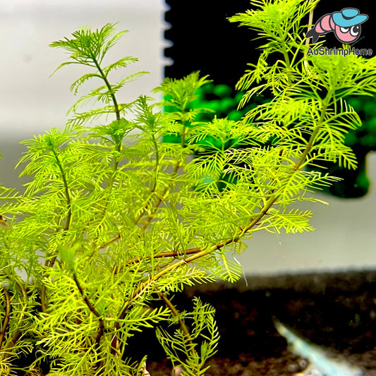 Myriophyllum Mattogrossense