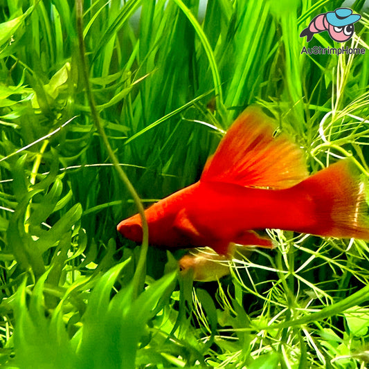 Swordtail | Hifin Firecracker