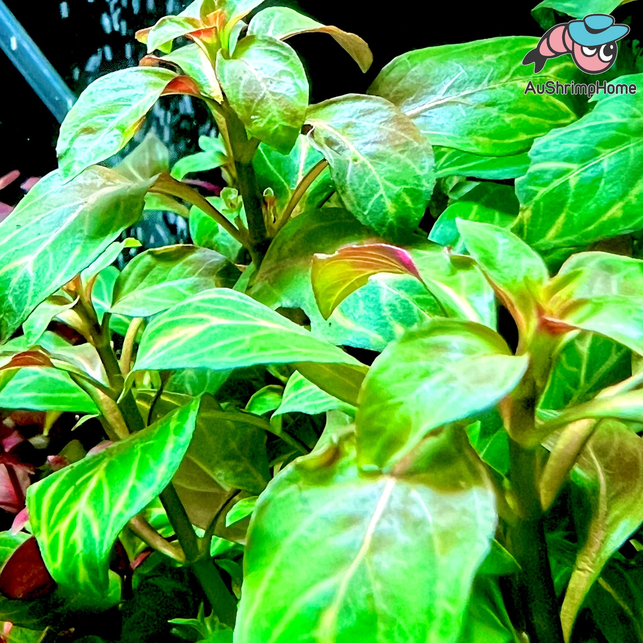 Ludwigia Aquatic Plant for Sale | Aquarium Plant for sale Online