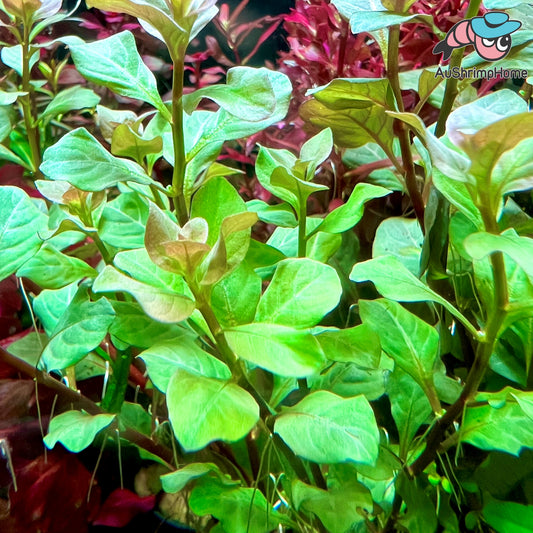 Ovalis Ludwigia