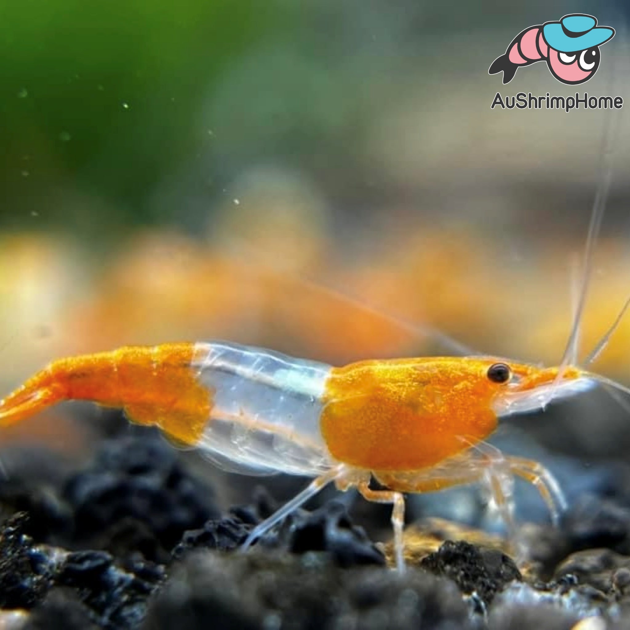 Orange Rilli Live Shrimps – Page 2 – Australia Shrimp Home™
