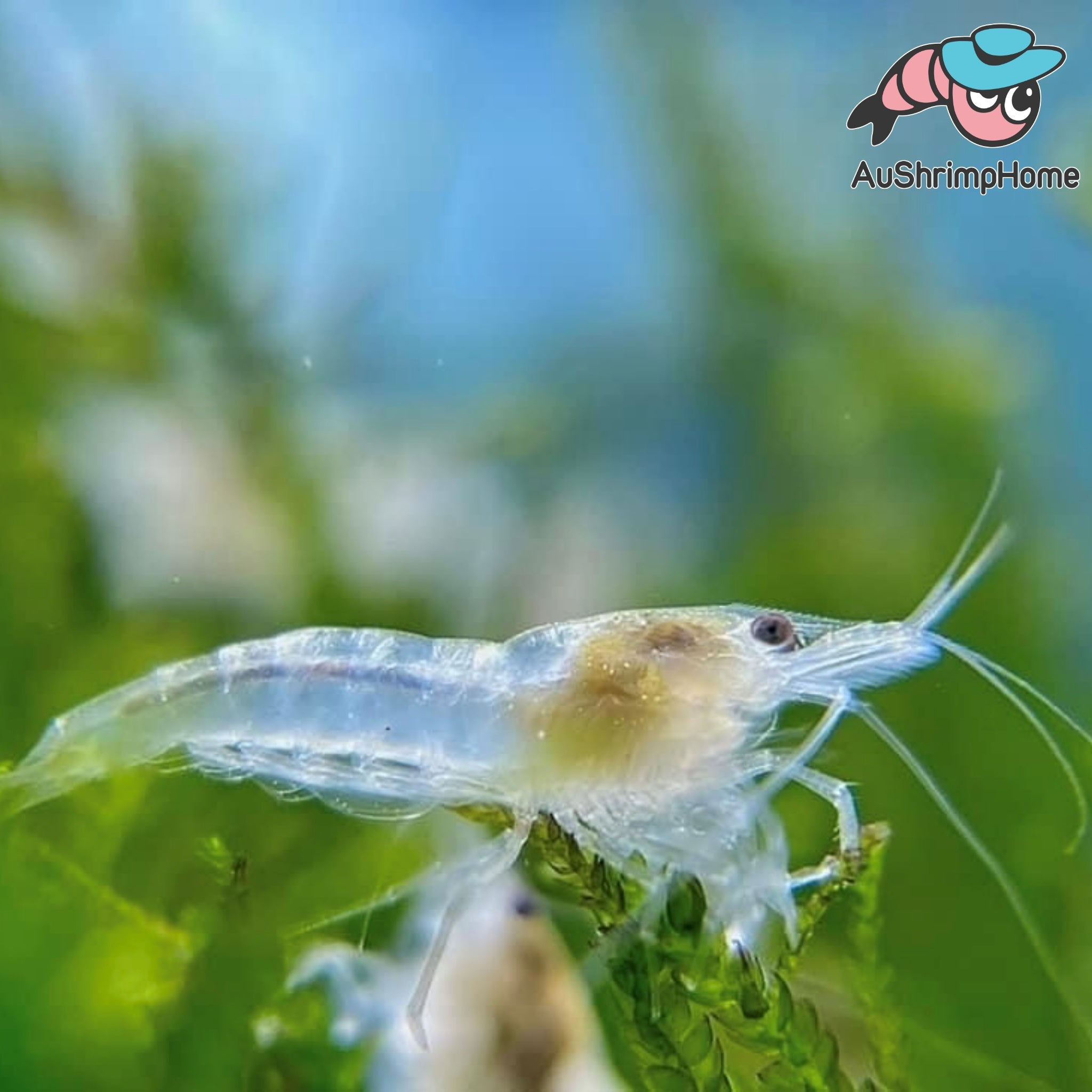 Buy live shrimp online best sale