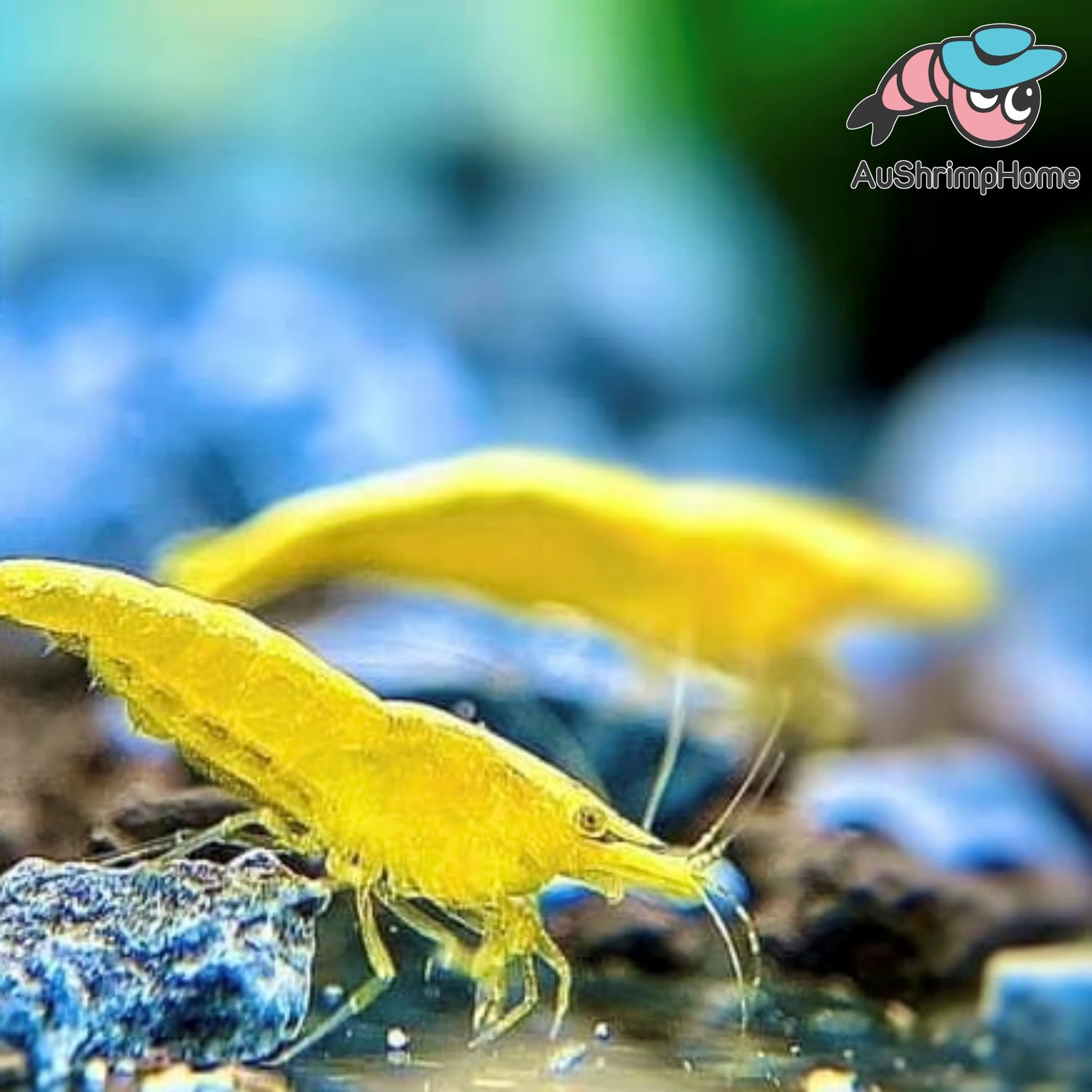 Neon Yellow Shrimp - Care Guide – Aquatic Arts