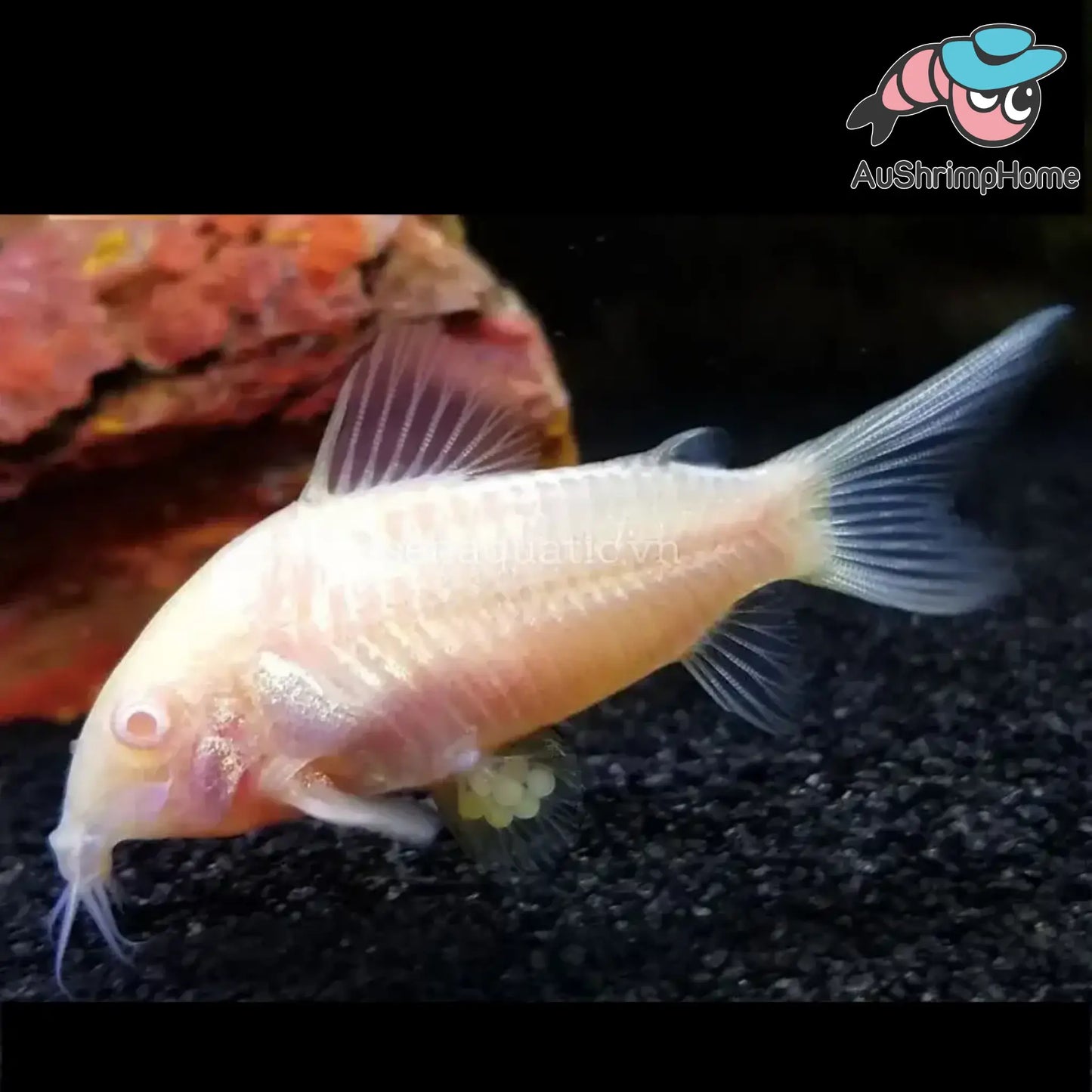 Corydoras | Albino