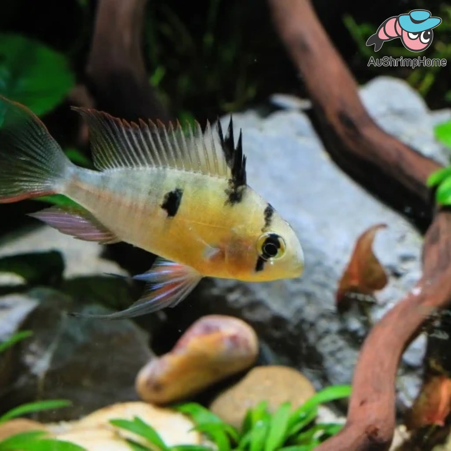 Bolivian Ram | Mikrogeophagus altispinosus