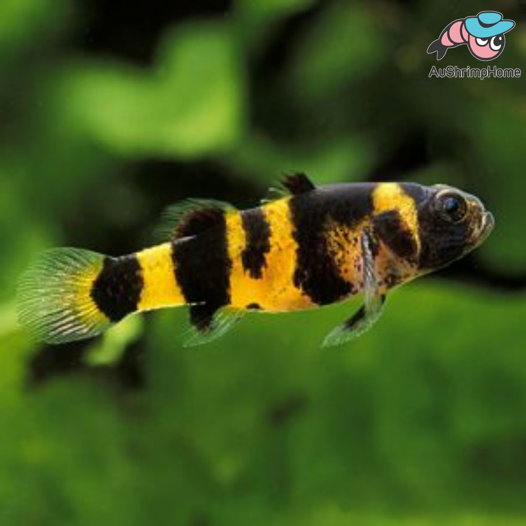 Bumble Bee Goby | Buy Aquarium Fish Online Australia | AuShrimpHome ...