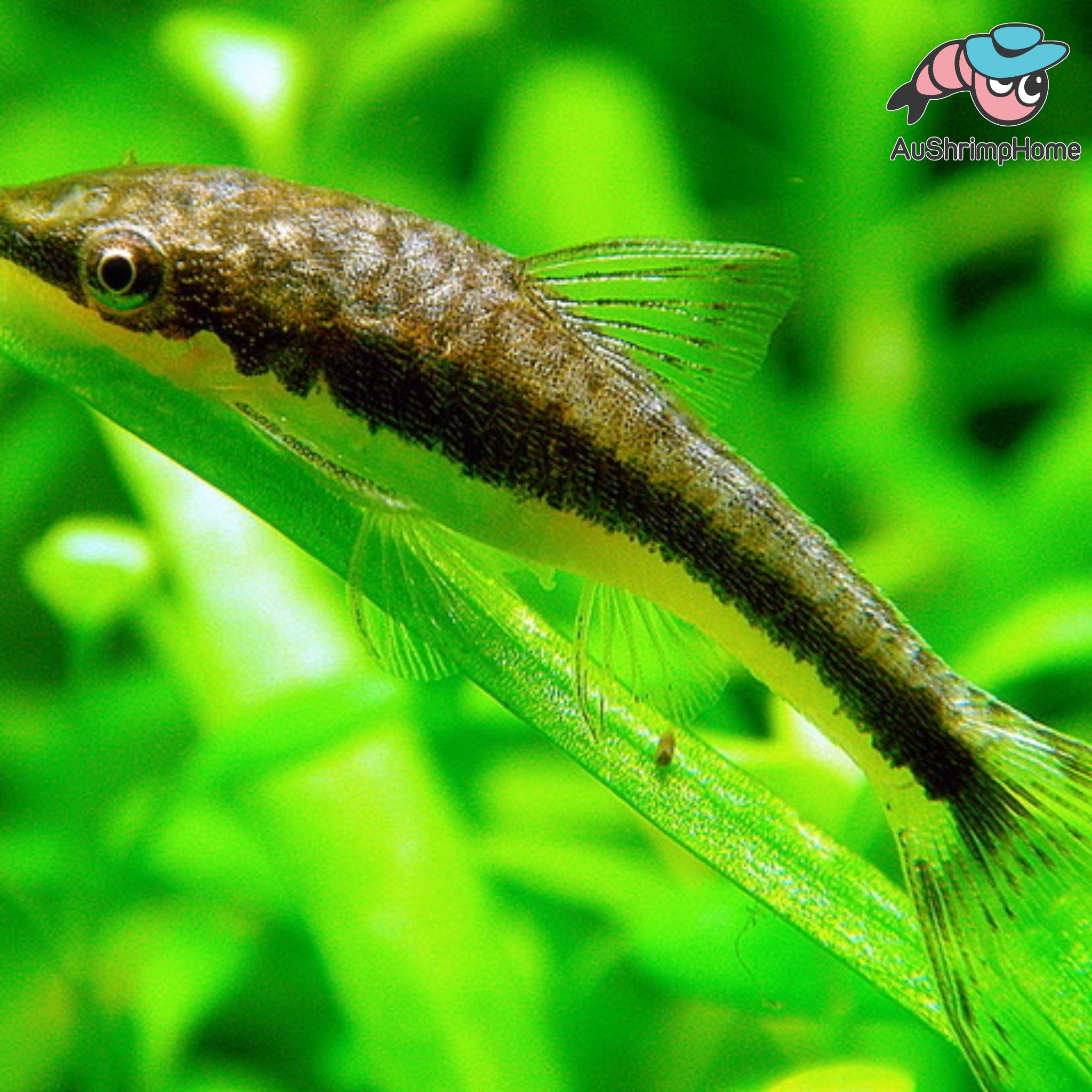 Otocinclus catfish | Live Aquarium Fish for Sale Australia ...